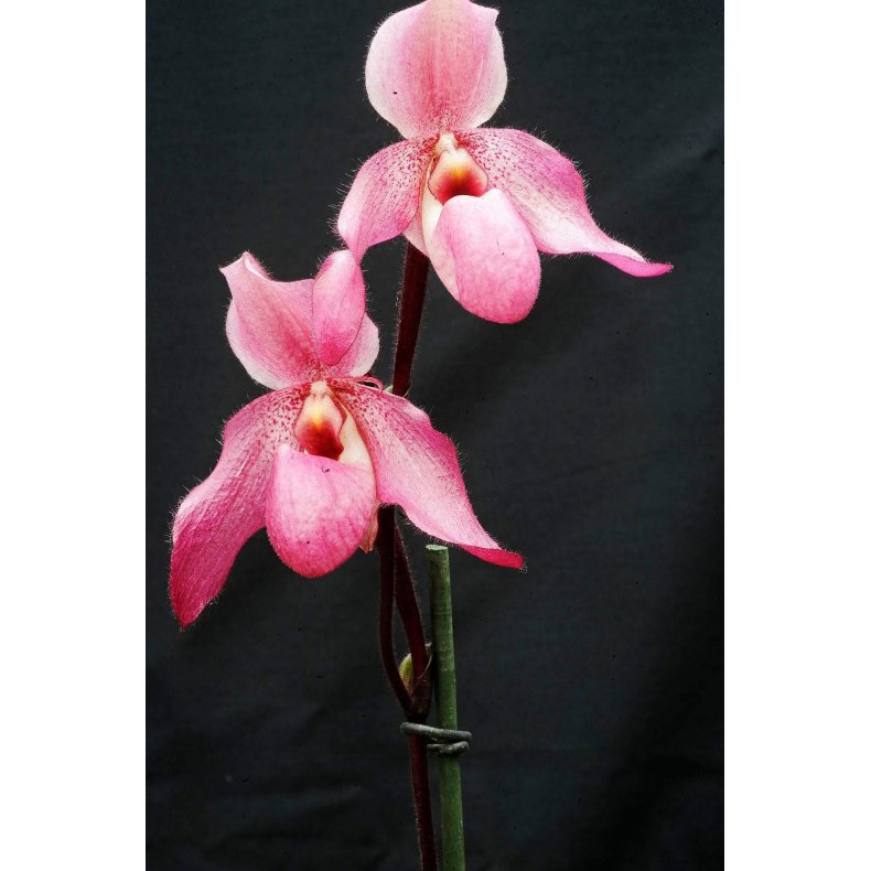 Paphiopedilum delenatii vinicolor x Paphiopedilum Pinocchio �Red Queen`